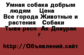 Умная собака добрым людям. › Цена ­ 100 - Все города Животные и растения » Собаки   . Тыва респ.,Ак-Довурак г.